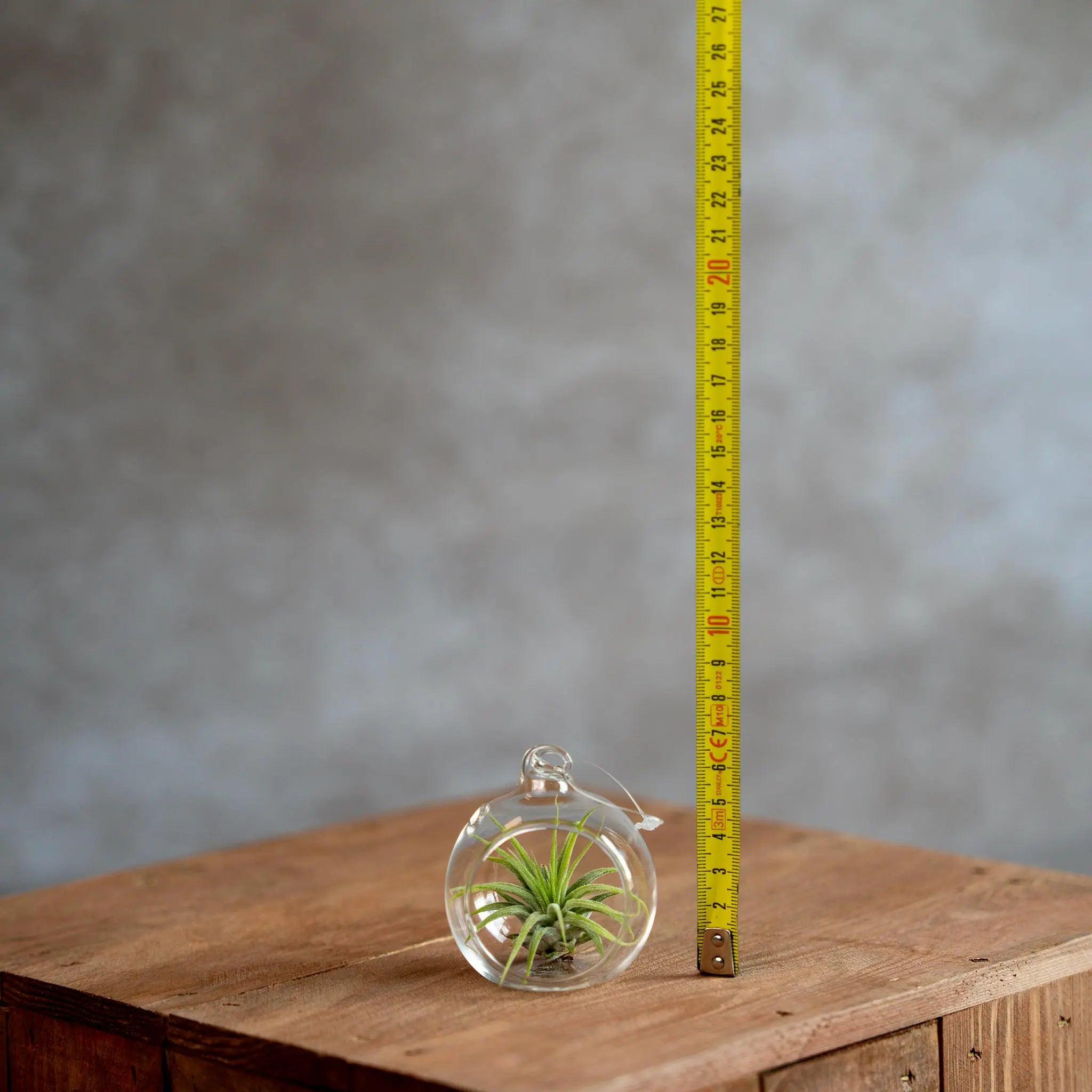 Glasbol 6Cm Met Tillandsia