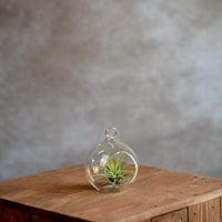 Glasbol 8cm met Tillandsia