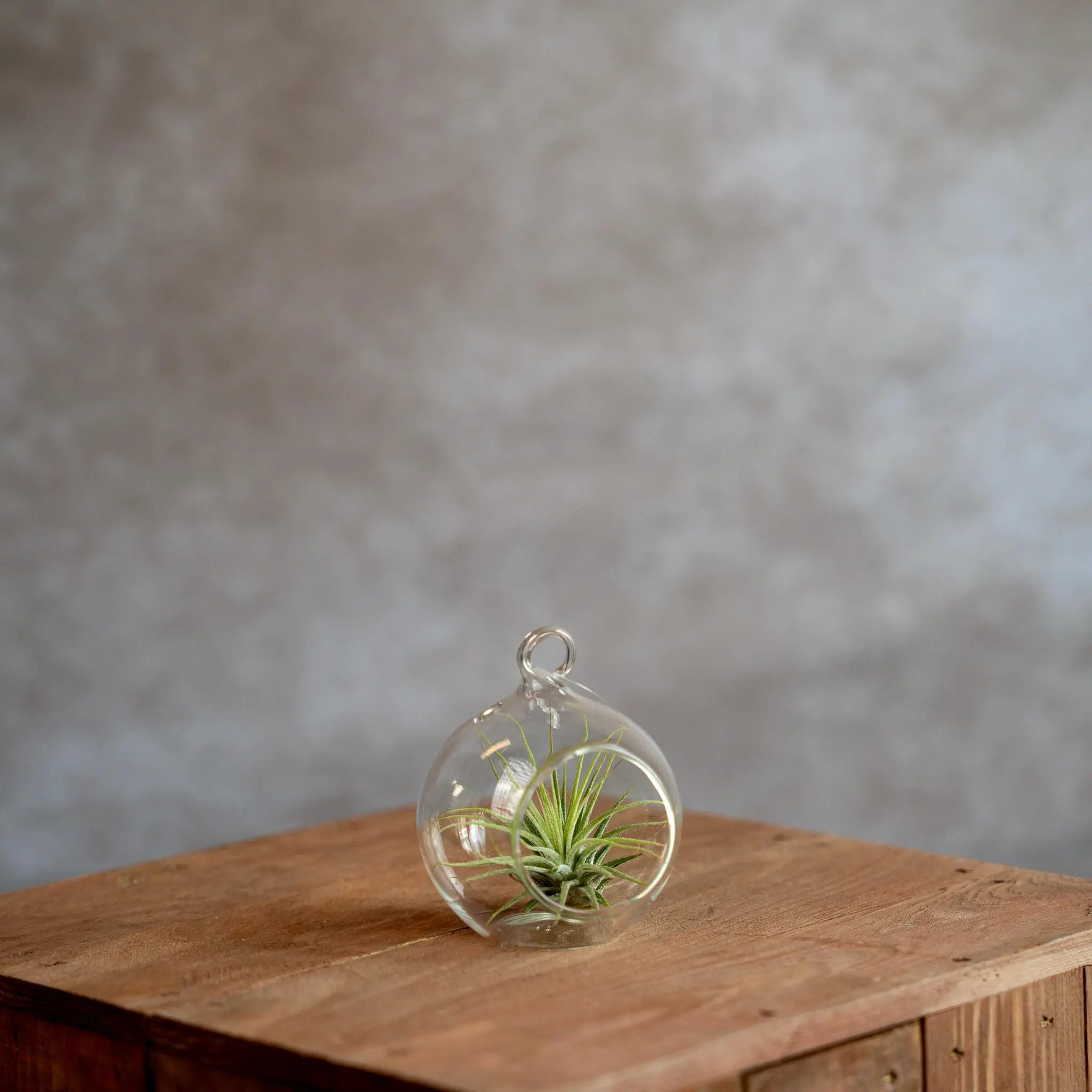 Glasbol 8cm met Tillandsia