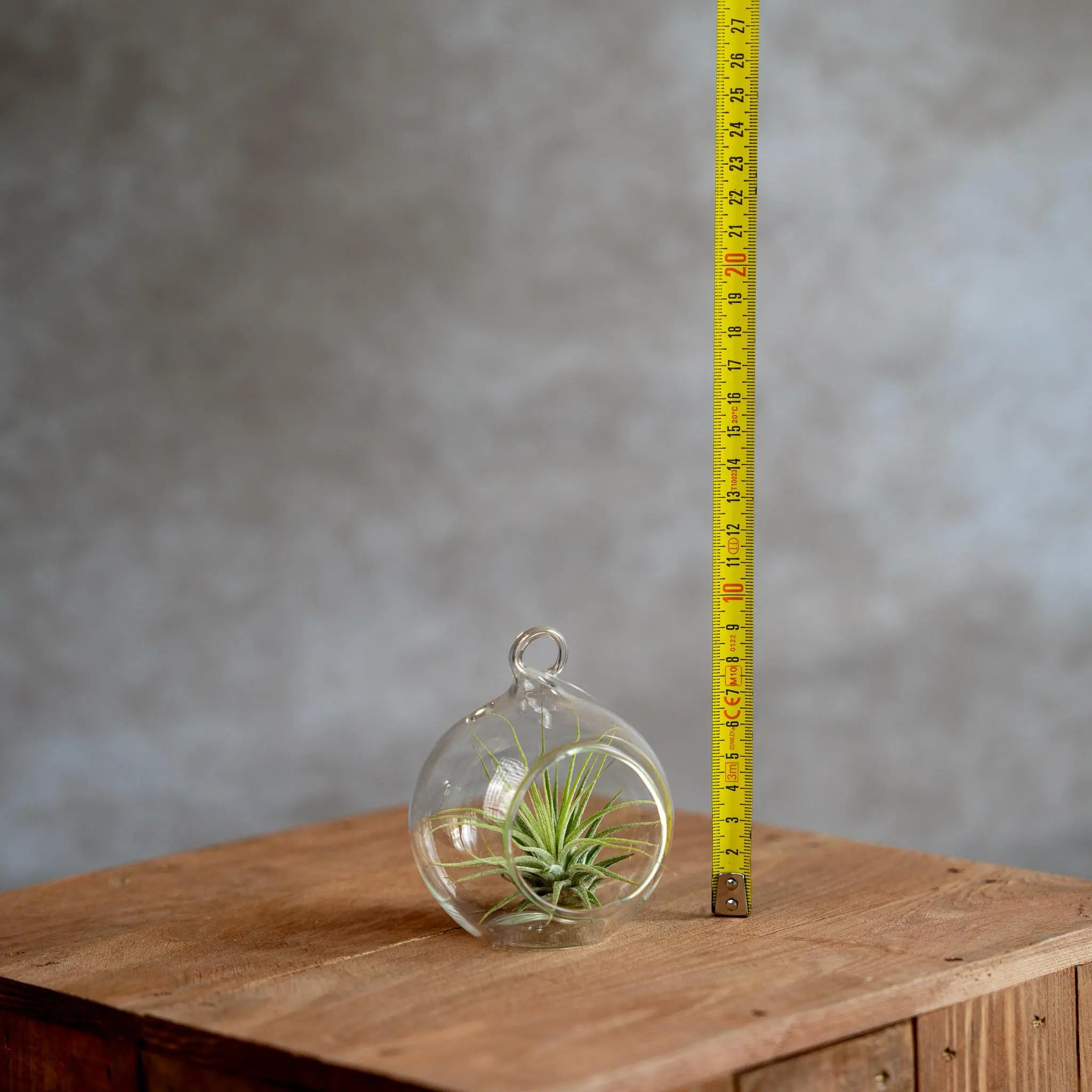 Glasbol 8cm met Tillandsia