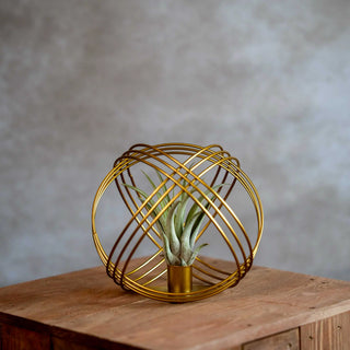 Goud Metalen Bal met Airplant