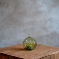 Glasbol 8cm met Tillandsia