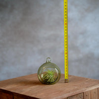 Glasbol 8cm met Tillandsia