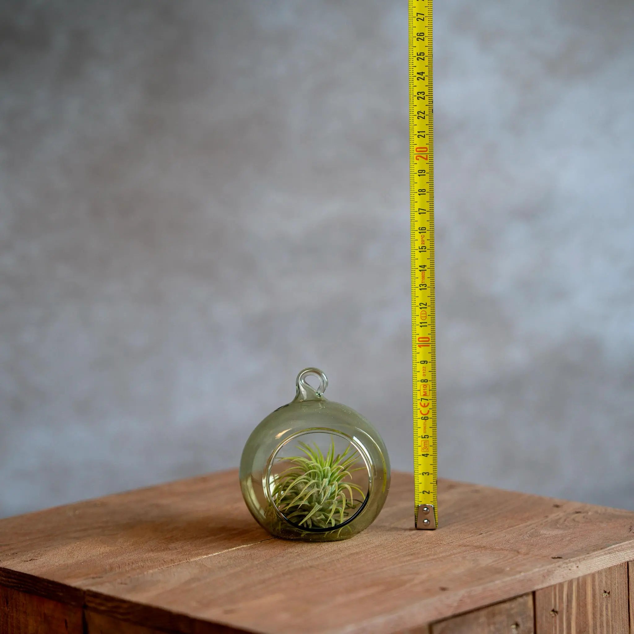 Glasbol 8cm met Tillandsia