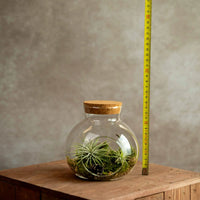Groot Kurkdop Potje met 2 Airplants
