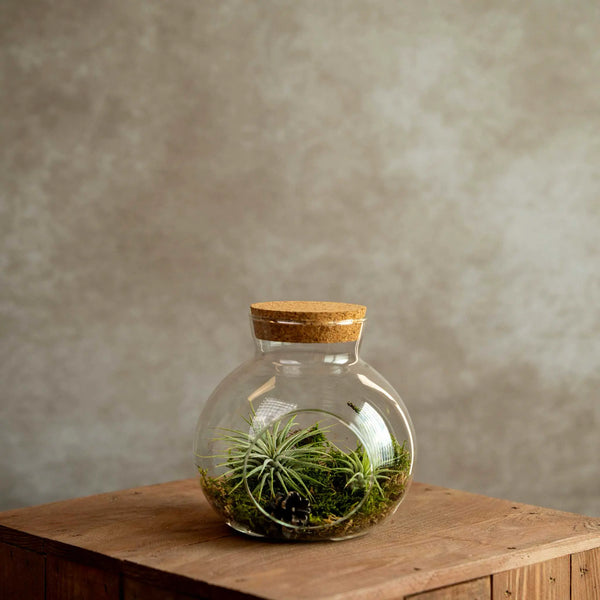 Groot Kurkdop Potje met 2 Airplants