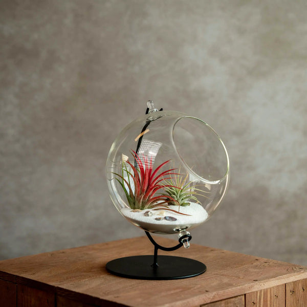 Grote Globe met 2 Airplants