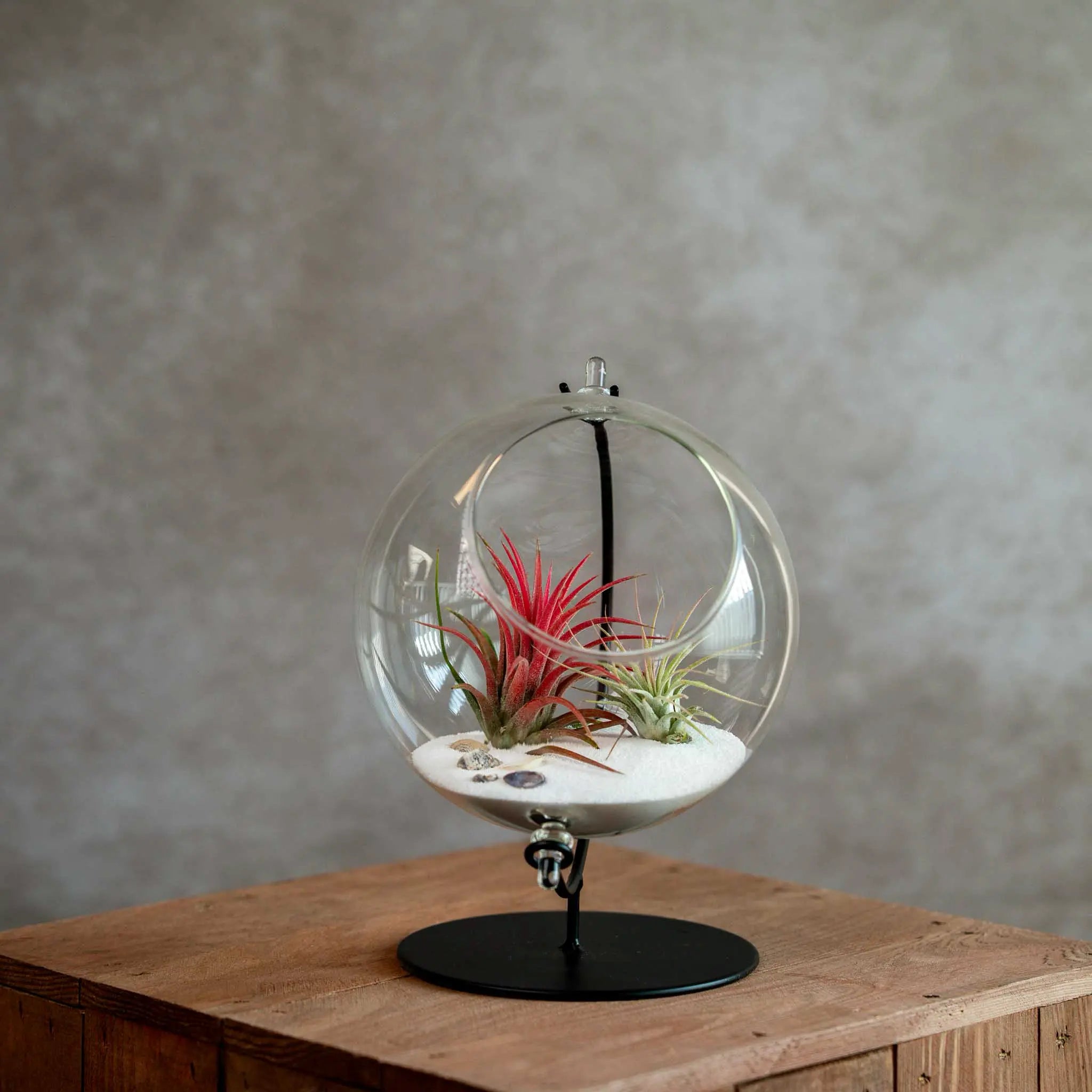 Grote Globe met 2 Airplants