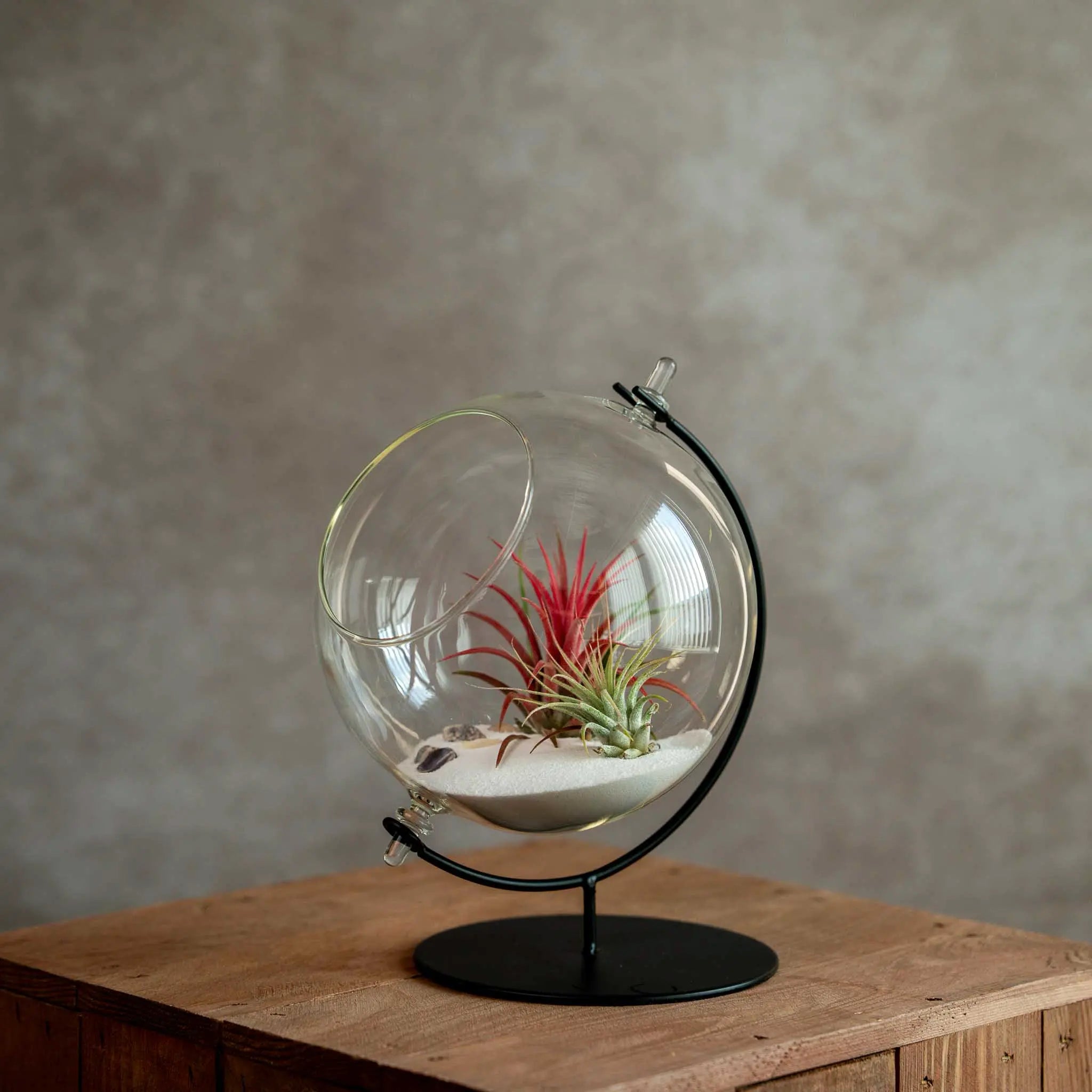 Grote Globe met 2 Airplants