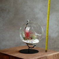 Grote Globe met 2 Airplants