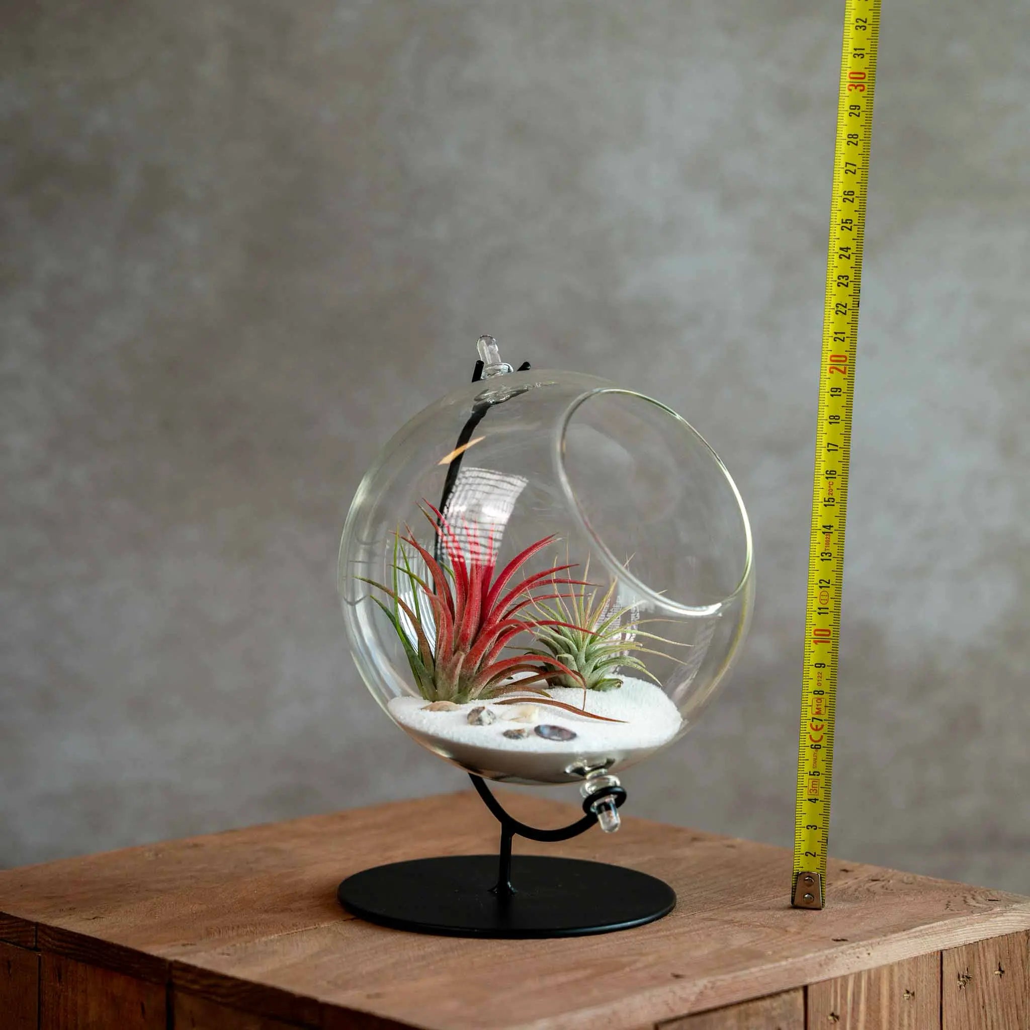 Grote Globe met 2 Airplants