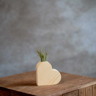 Houten hart met Tillandsia