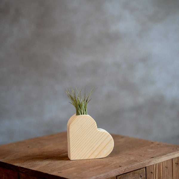 Houten hart met Tillandsia