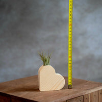 Houten hart met Tillandsia