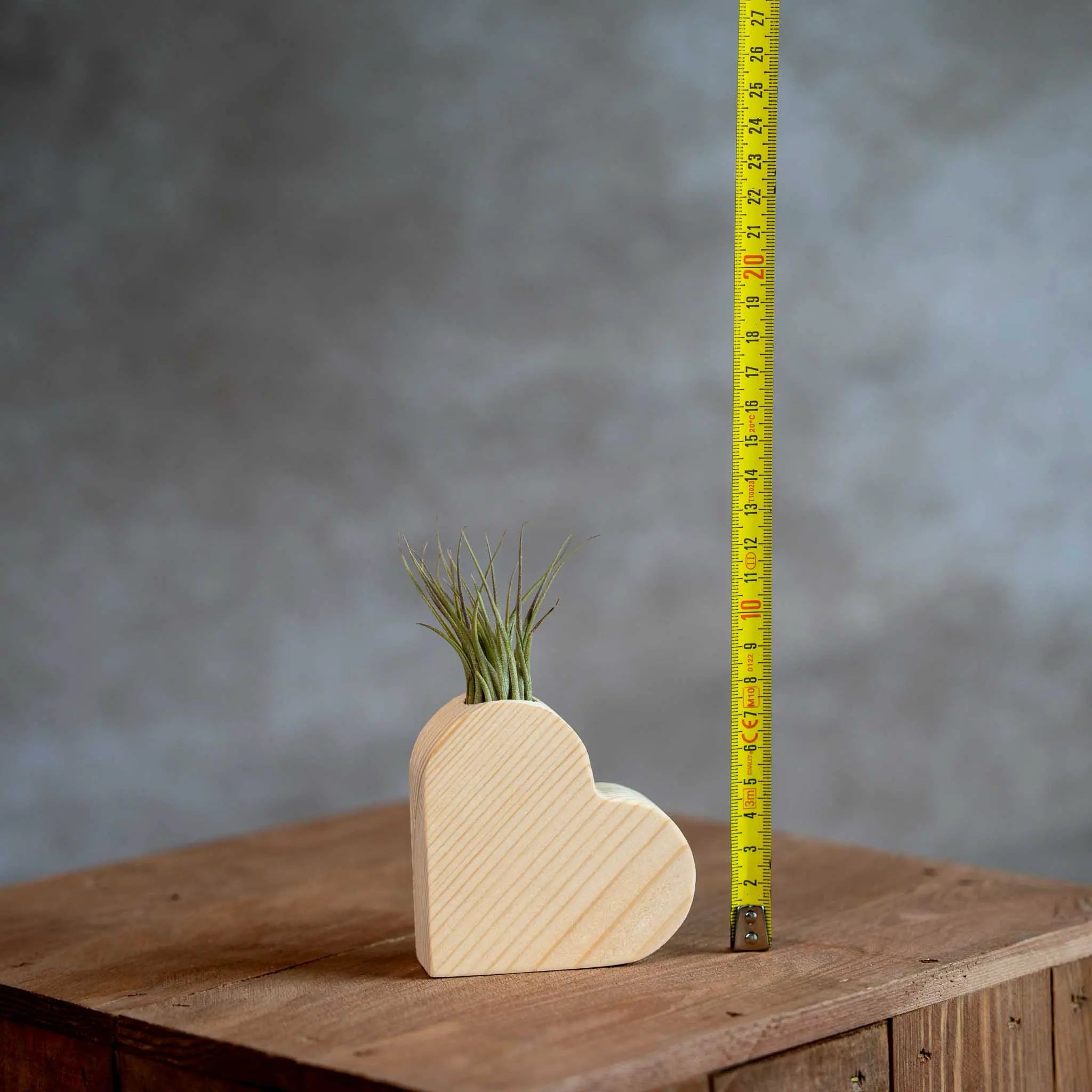 Houten hart met Tillandsia