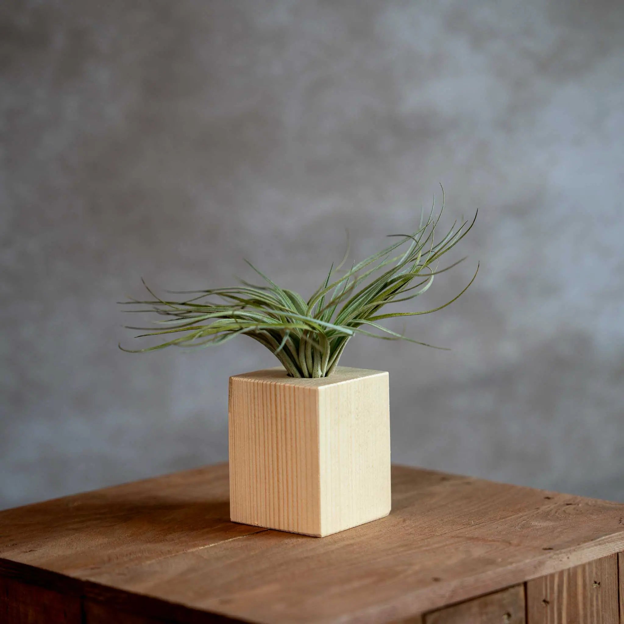 Houten standaard met Tillandsia