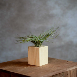 Houten standaard met Tillandsia