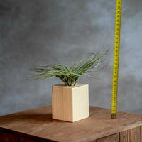 Houten standaard met Tillandsia