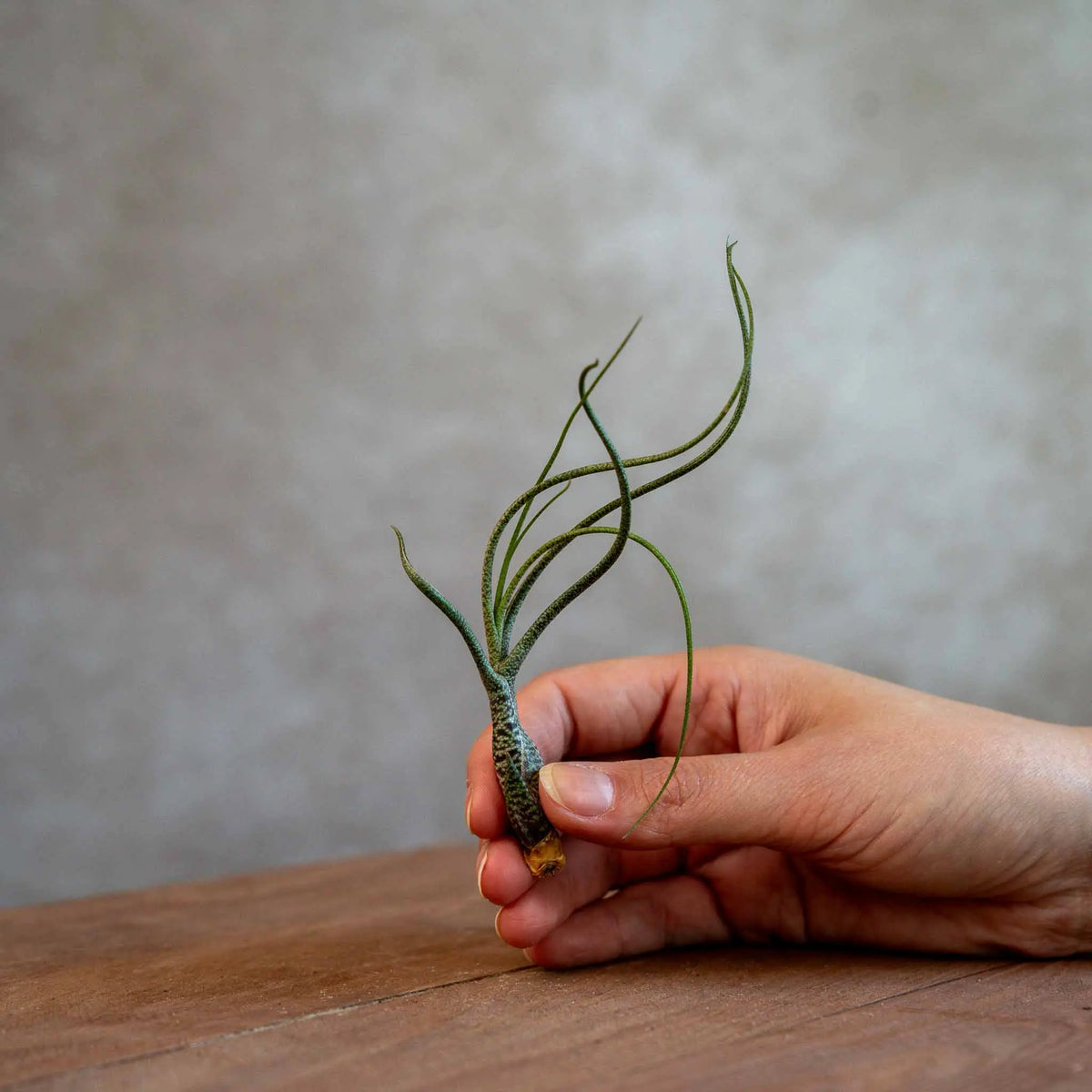 Tillandsia Butzii