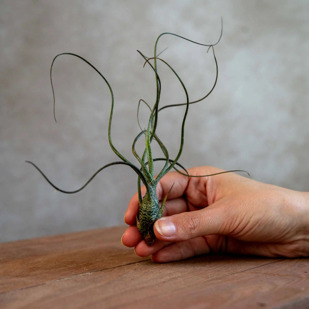 Tillandsia Butzii