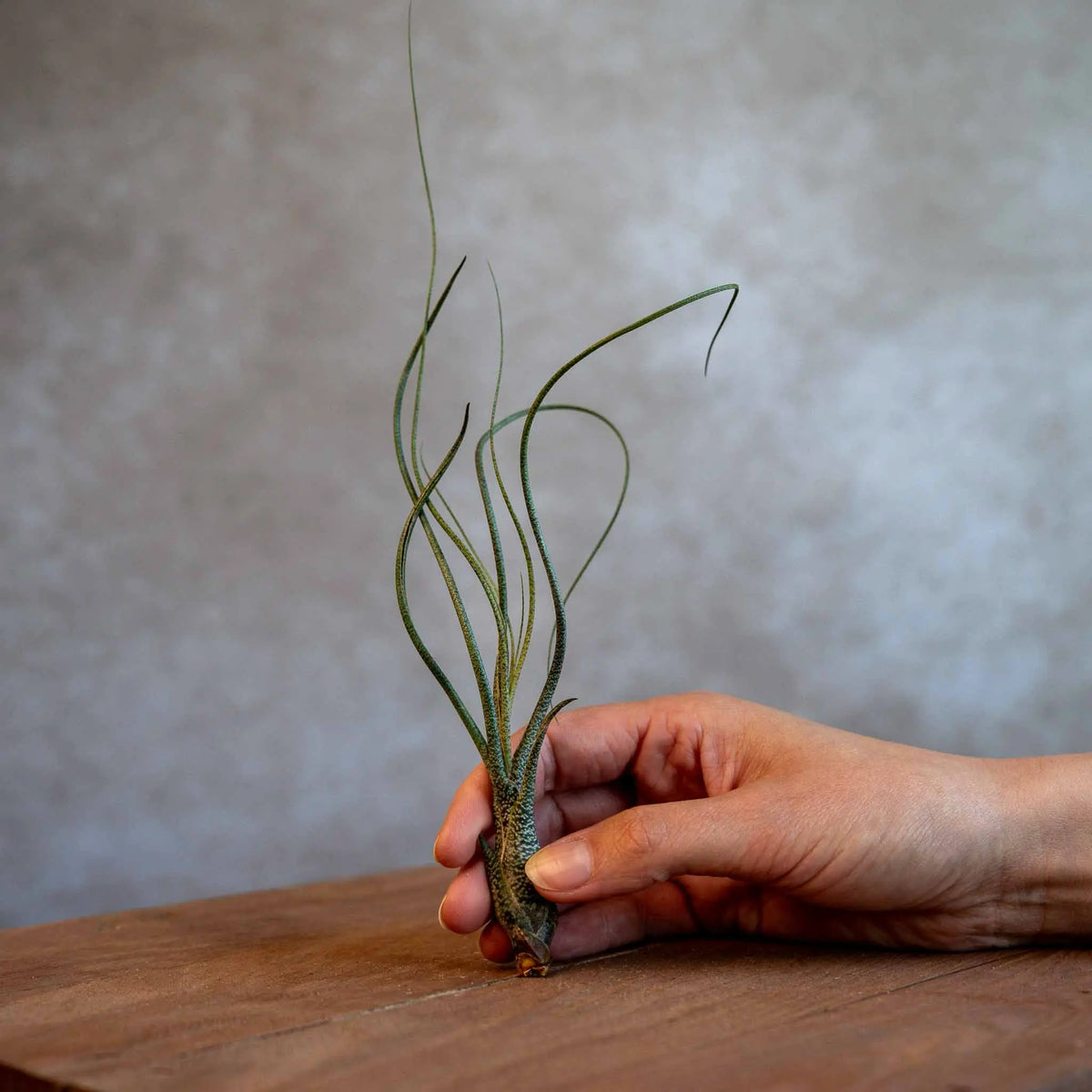 Tillandsia Butzii