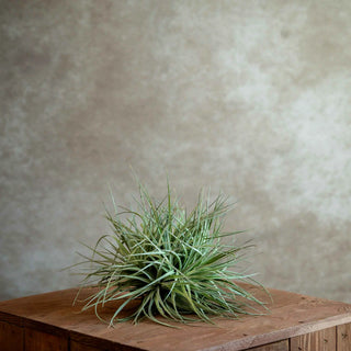 Tillandsia Cotton Candy (cluster)