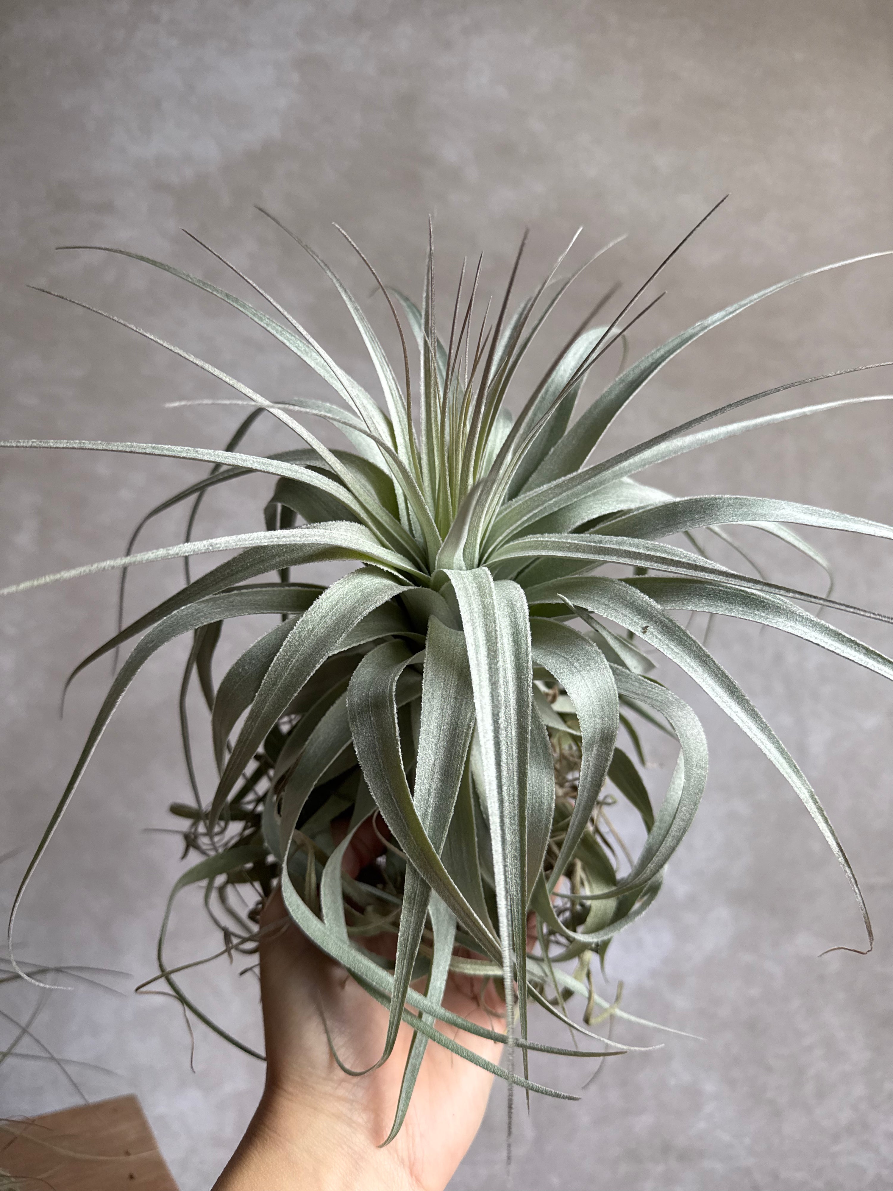 Tillandsia Gardneri (XL)