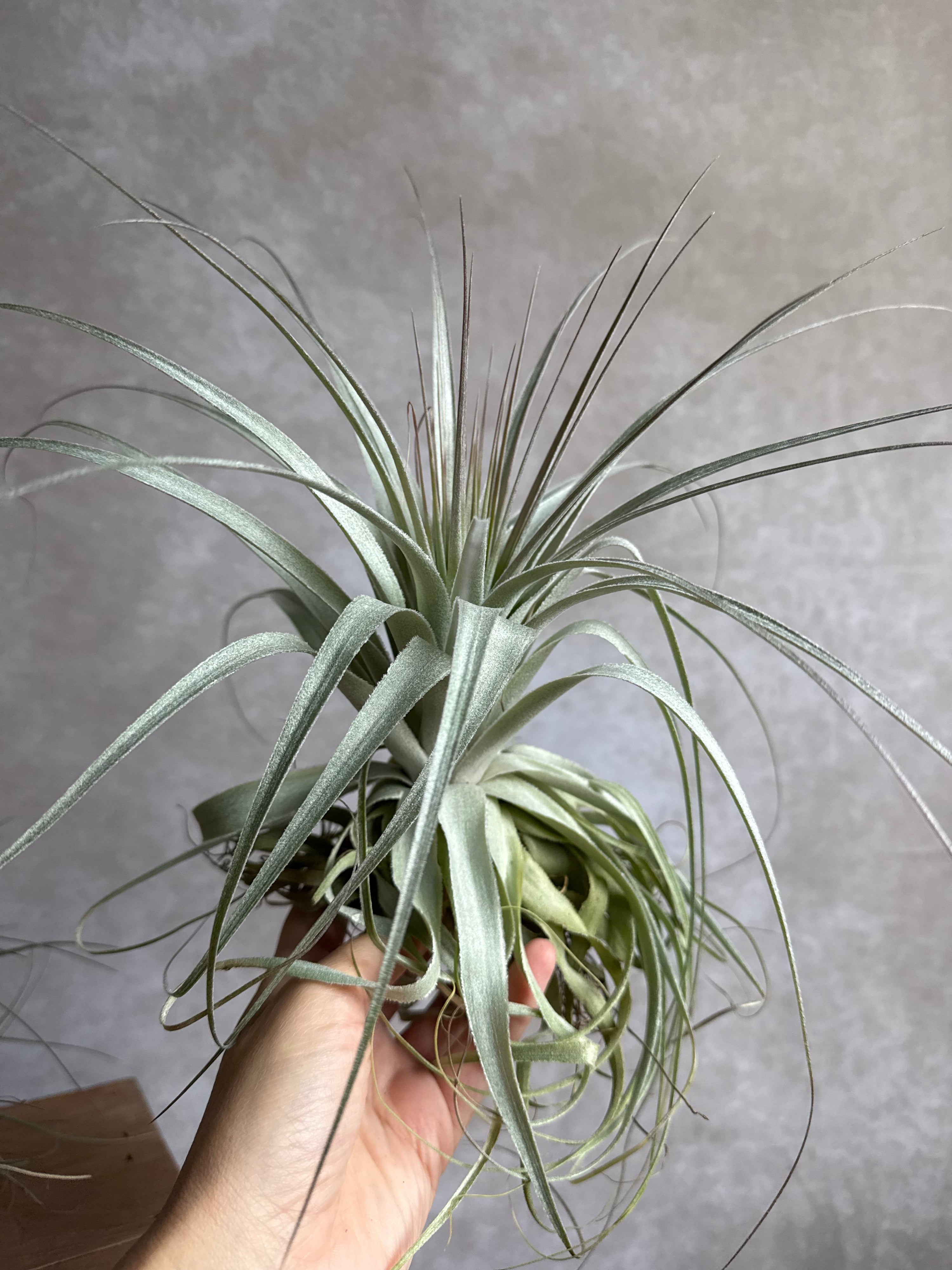 Tillandsia Gardneri (XL)