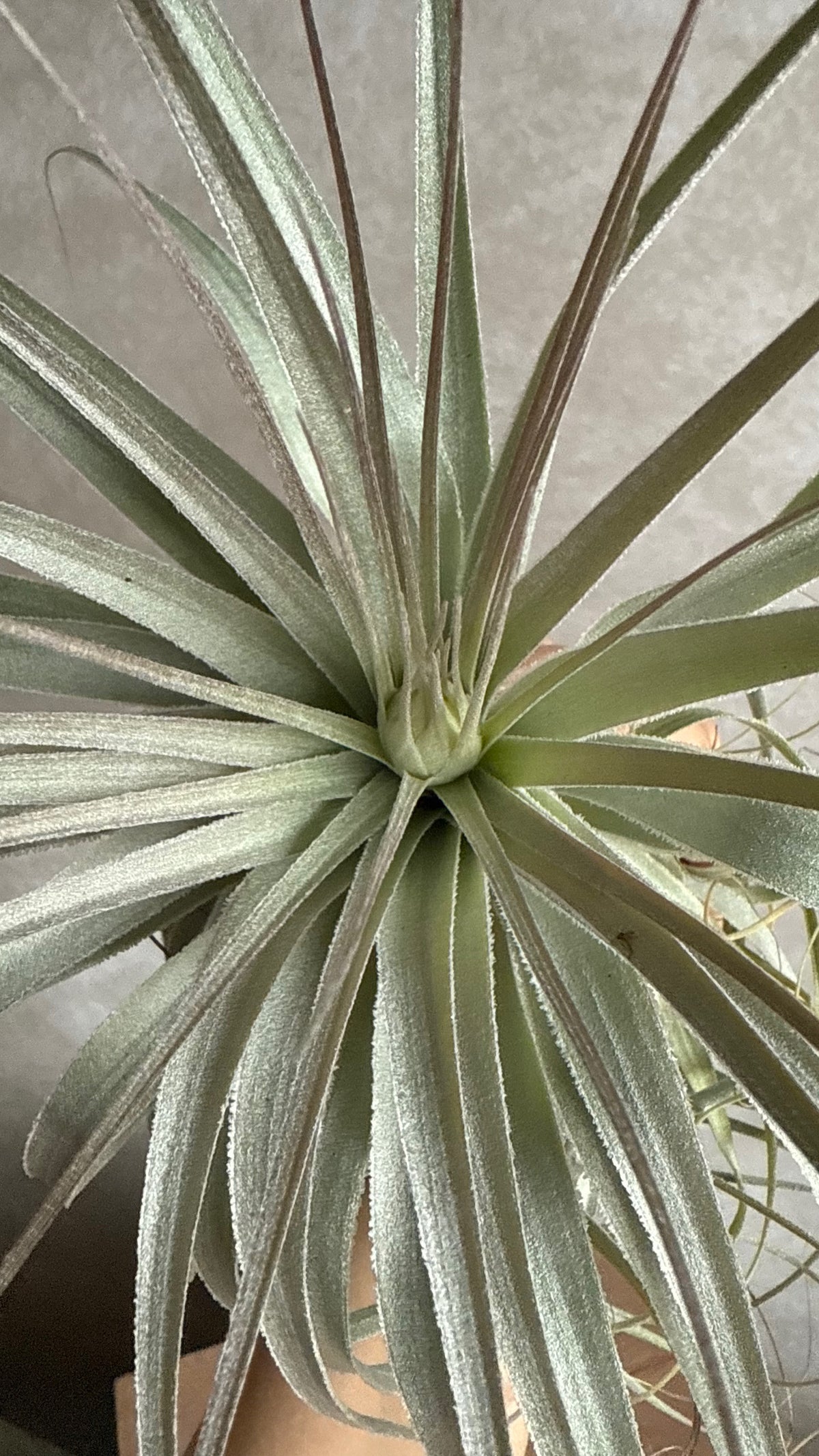 Tillandsia Gardneri (XL)