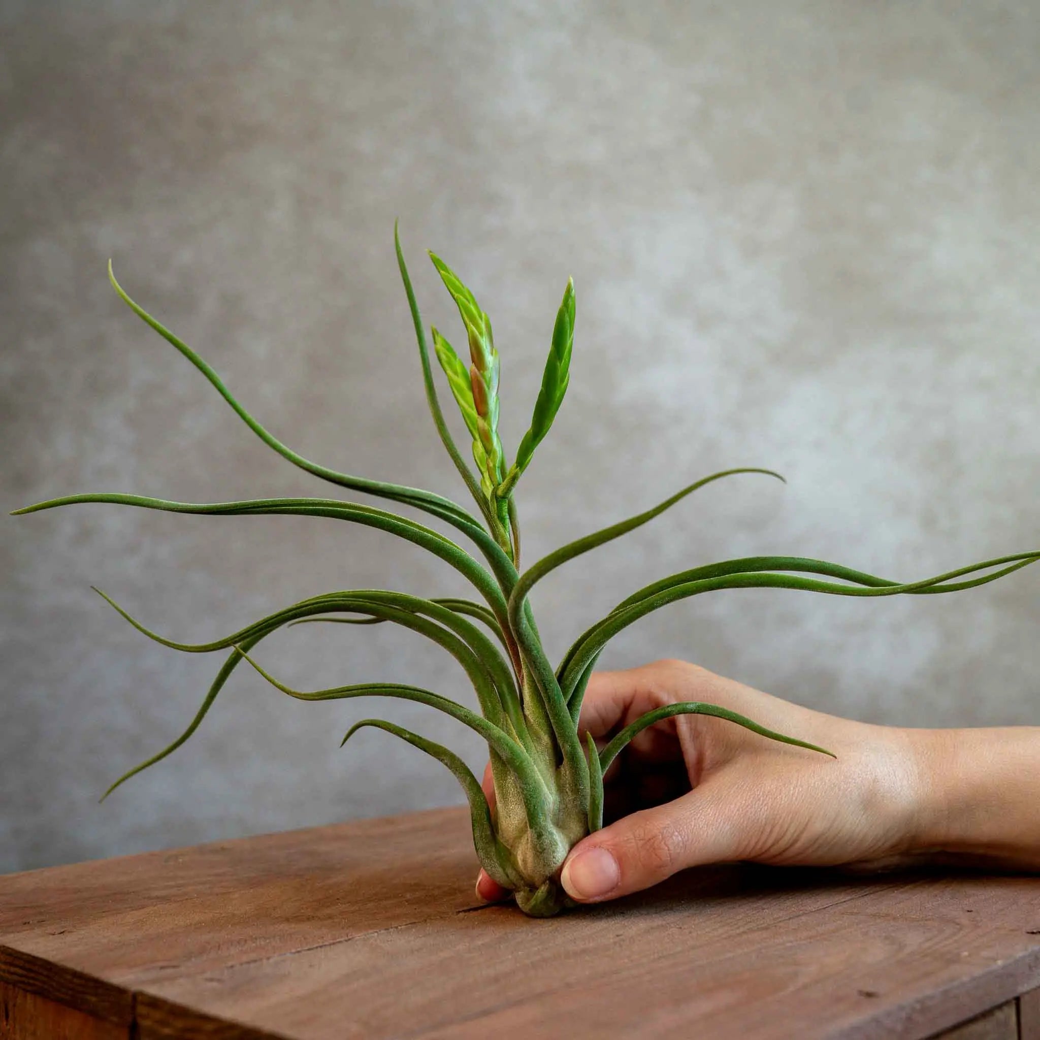 Tillandsia Caput Medusae