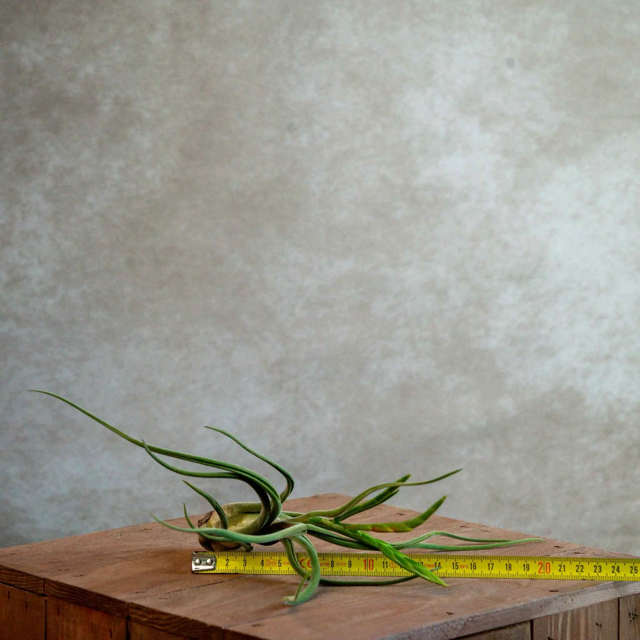 Tillandsia Caput Medusae