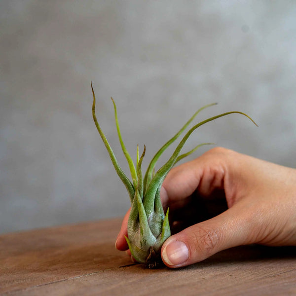 Tillandsia Caput Medusae