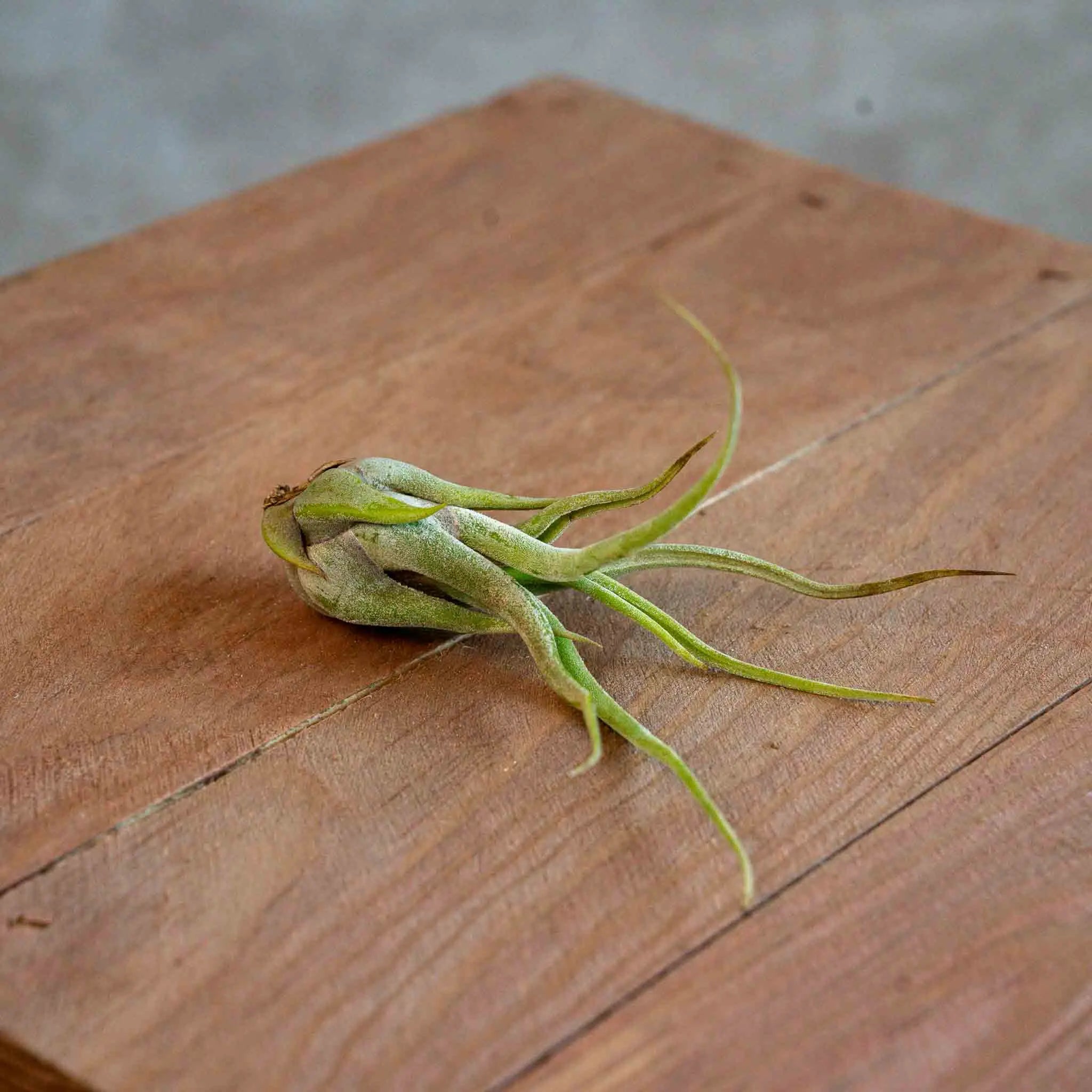 Tillandsia Caput Medusae