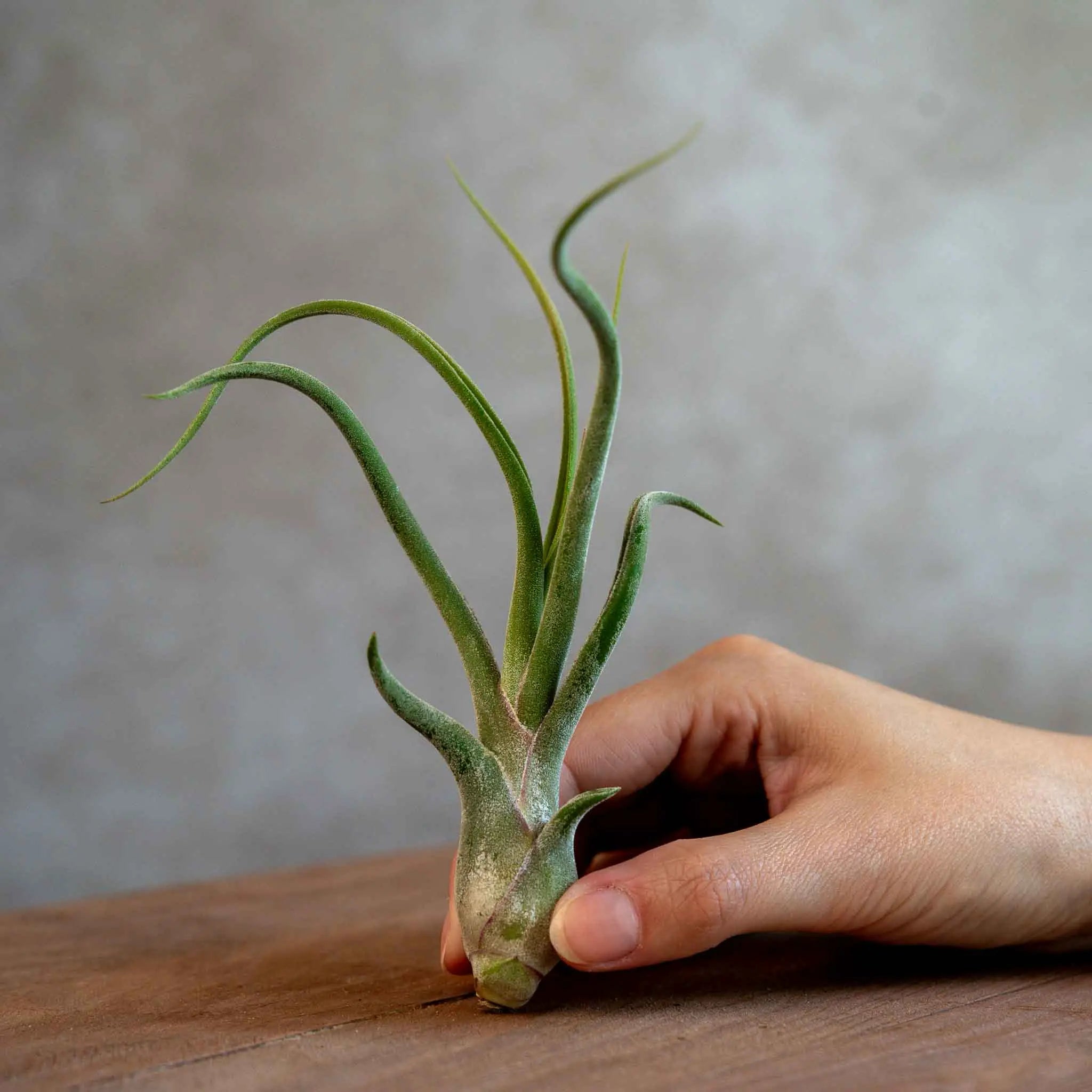 Tillandsia Caput Medusae