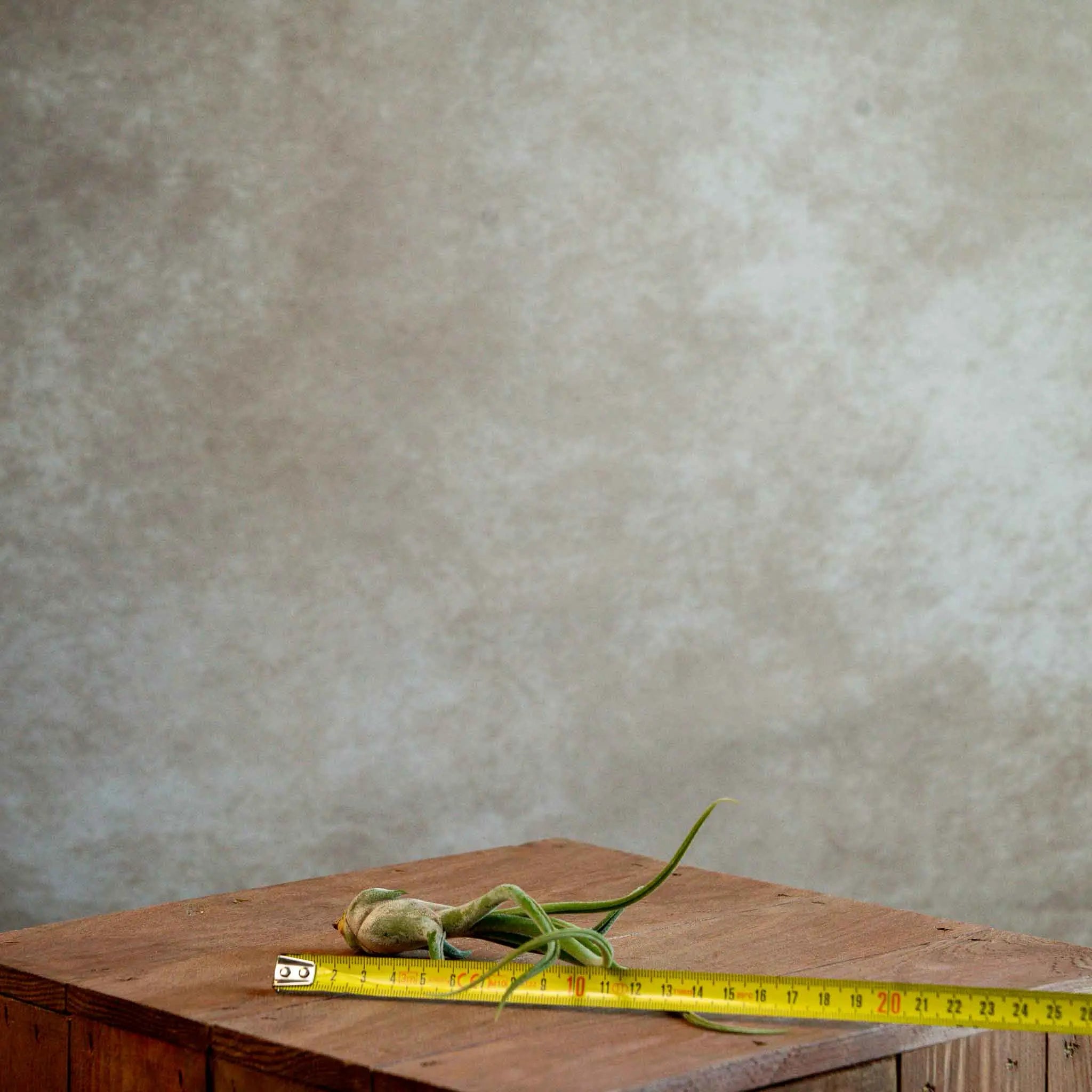 Tillandsia Caput Medusae