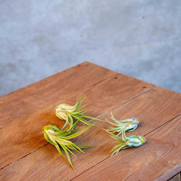 MIX: 2x Tillandsia Ionantha Scaposa XL & 2x Ionantha Scaposa small