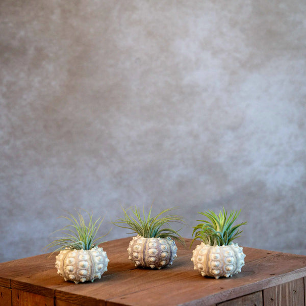 3x Spoetnik zee-egel met Tillandsia