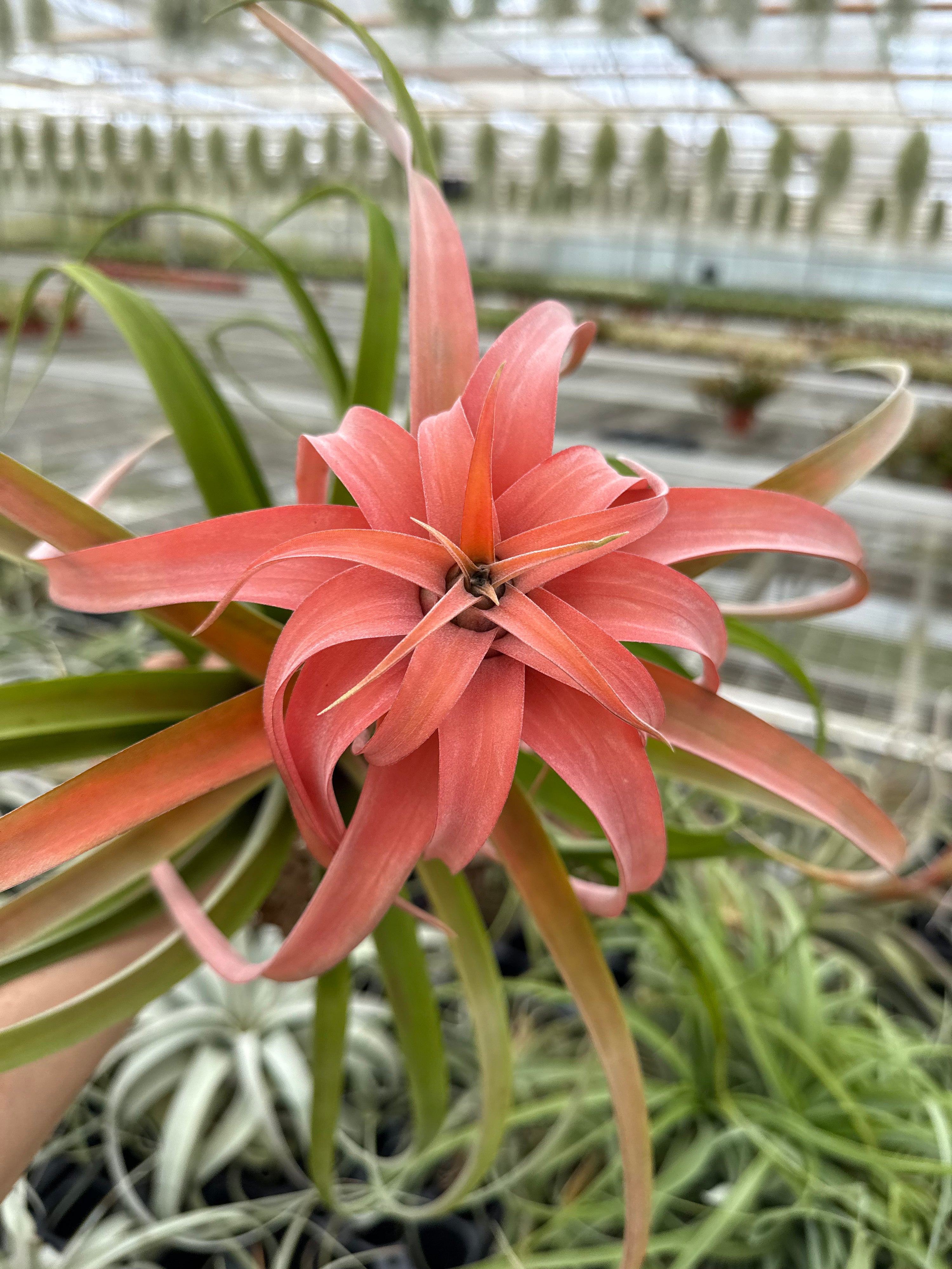 Tillandsia Capitata xxl (peach)