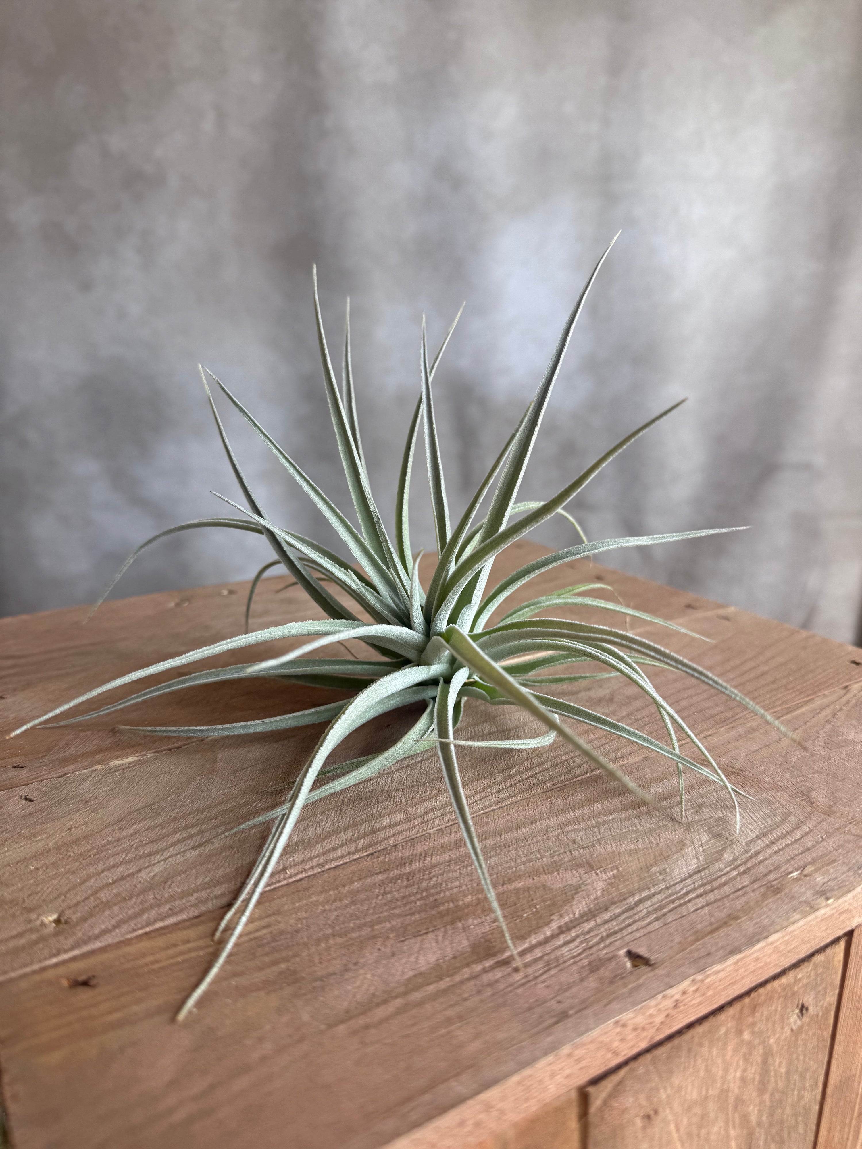 Tillandsia Pohliana