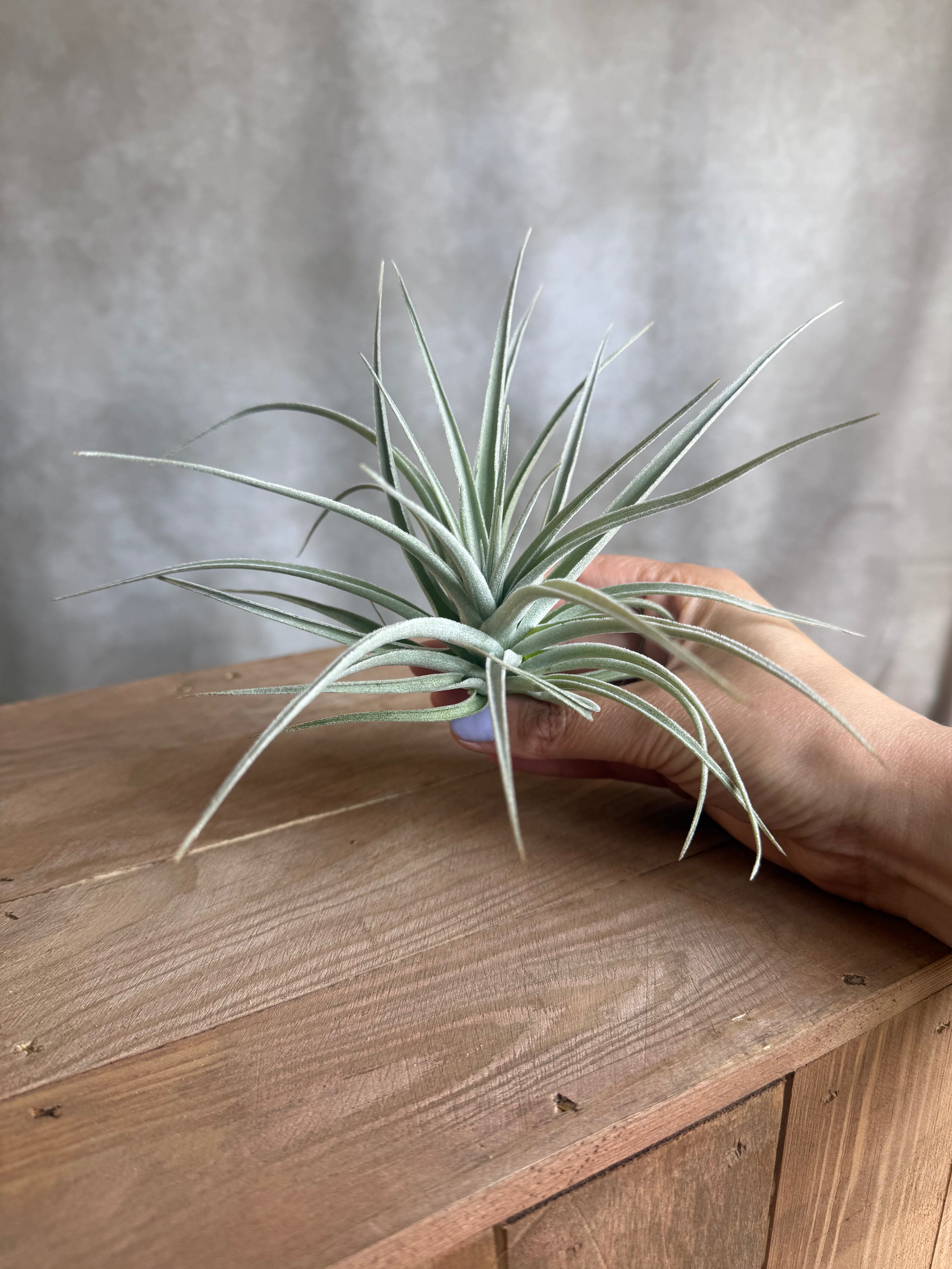 Tillandsia Pohliana