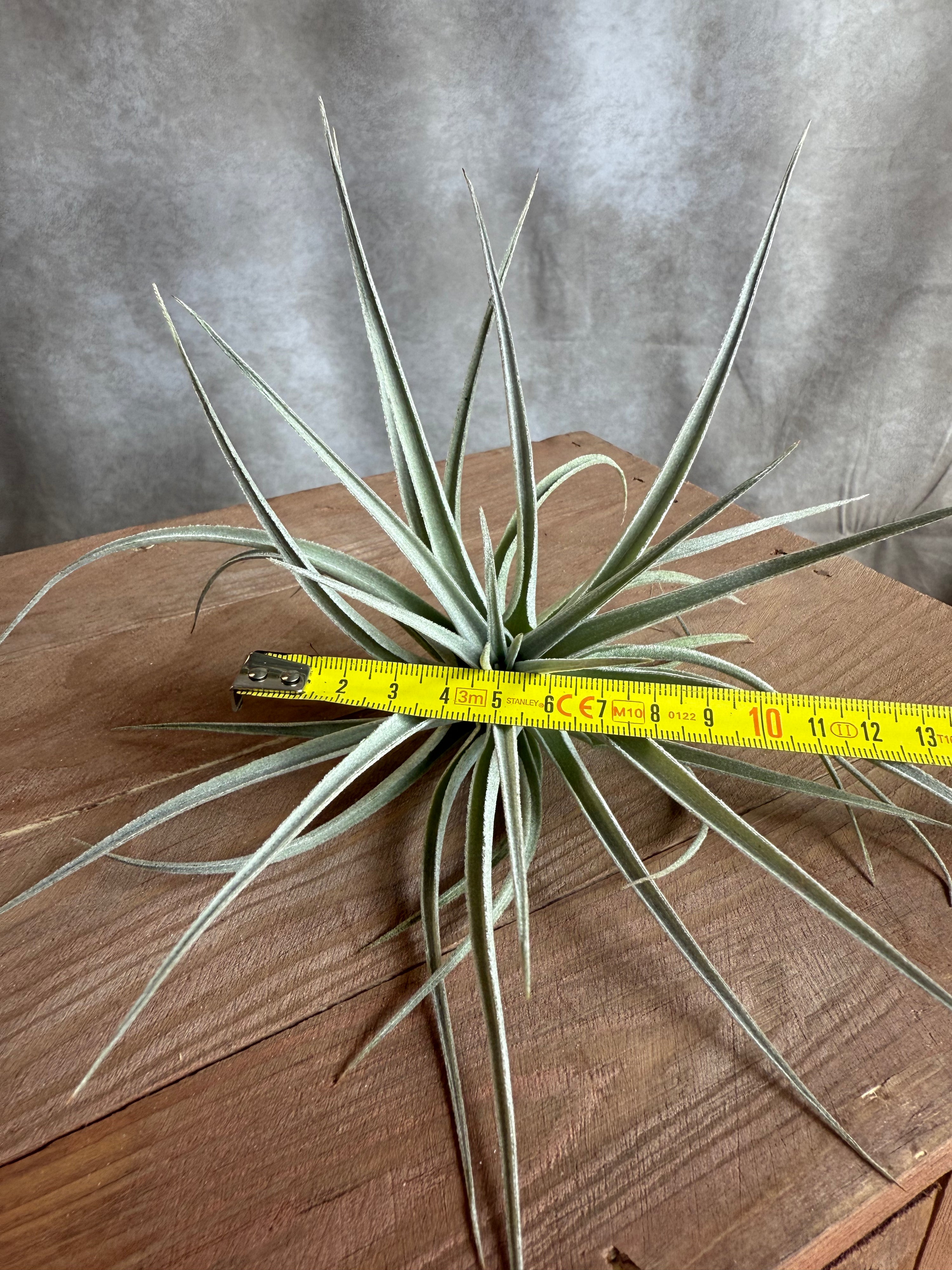 Tillandsia Pohliana