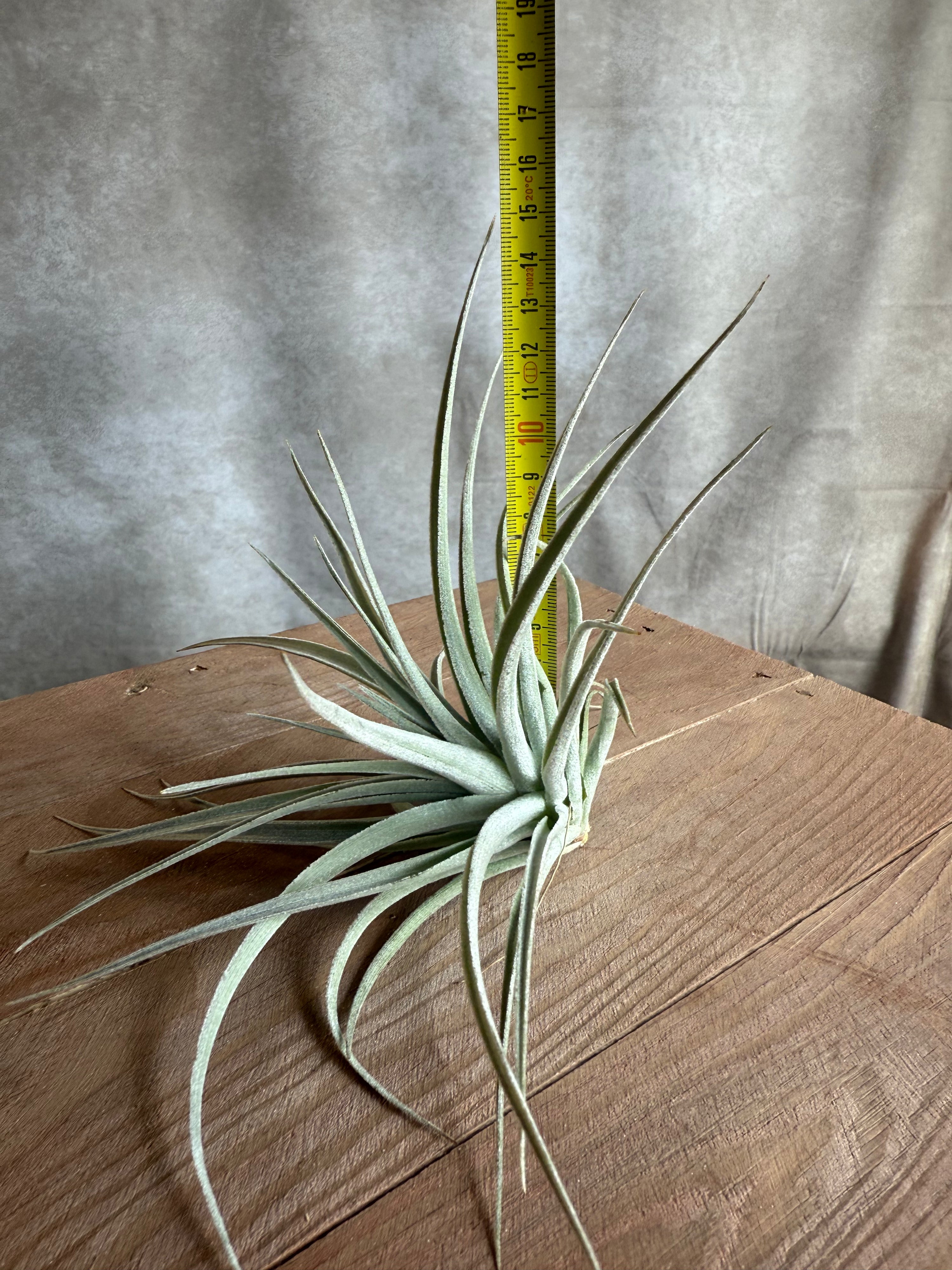 Tillandsia Pohliana