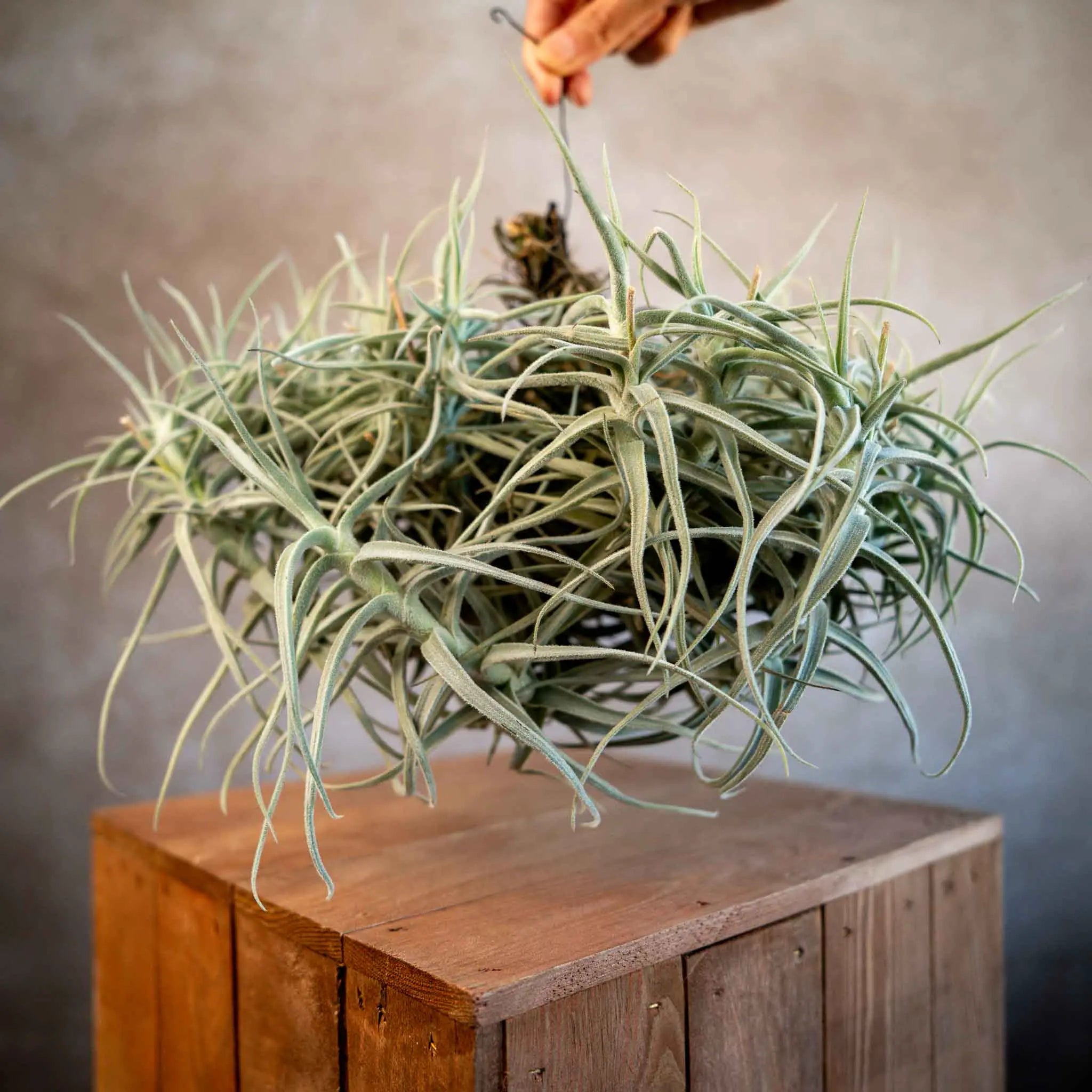 Tillandsia paleacea major cluster