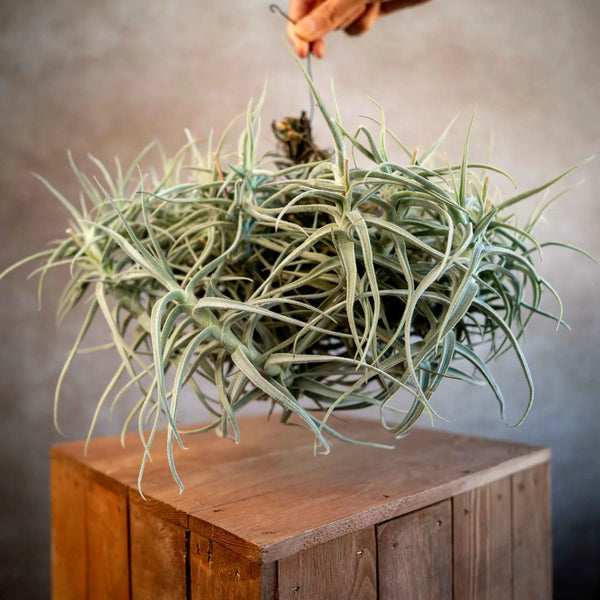 Tillandsia paleacea major cluster