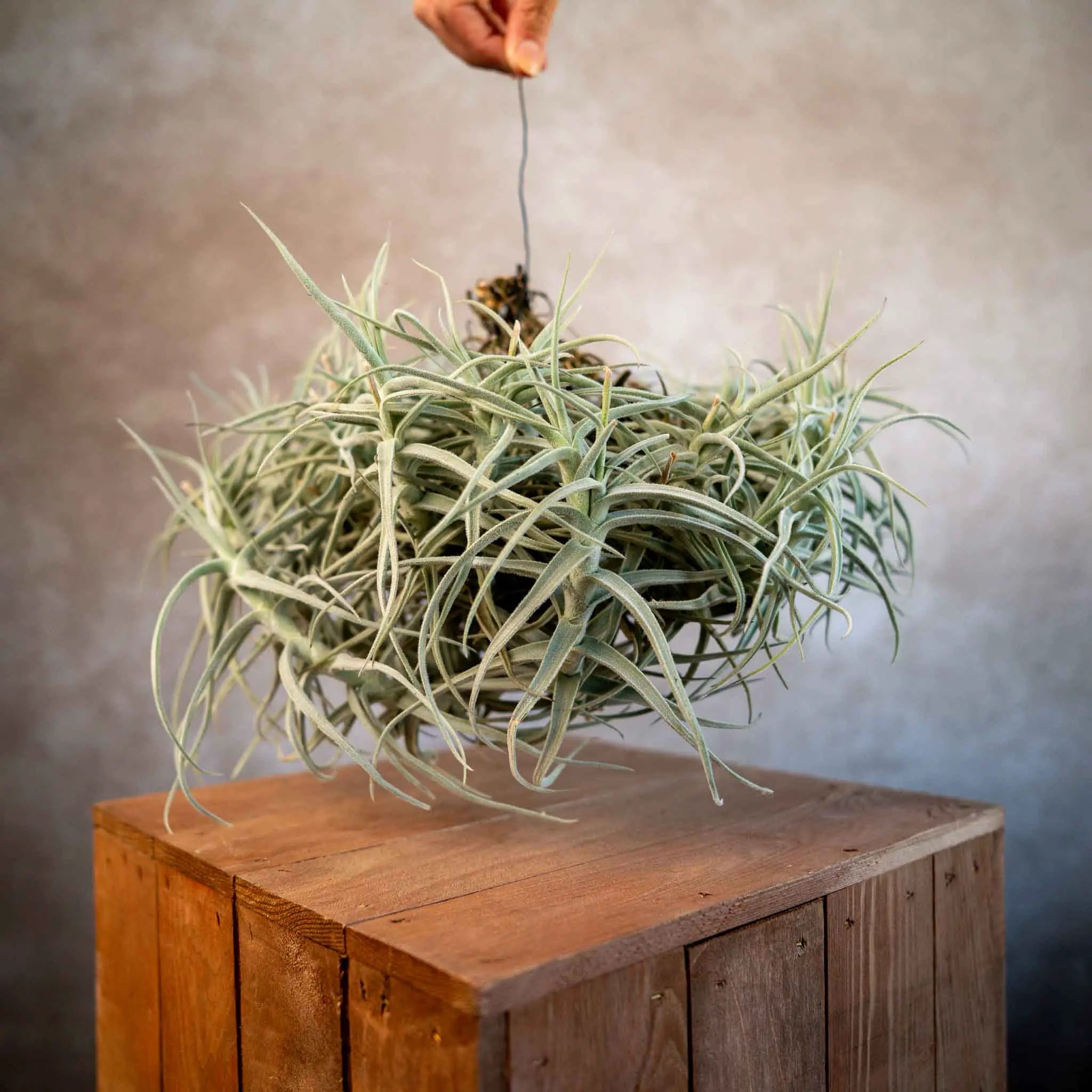 Tillandsia paleacea major cluster