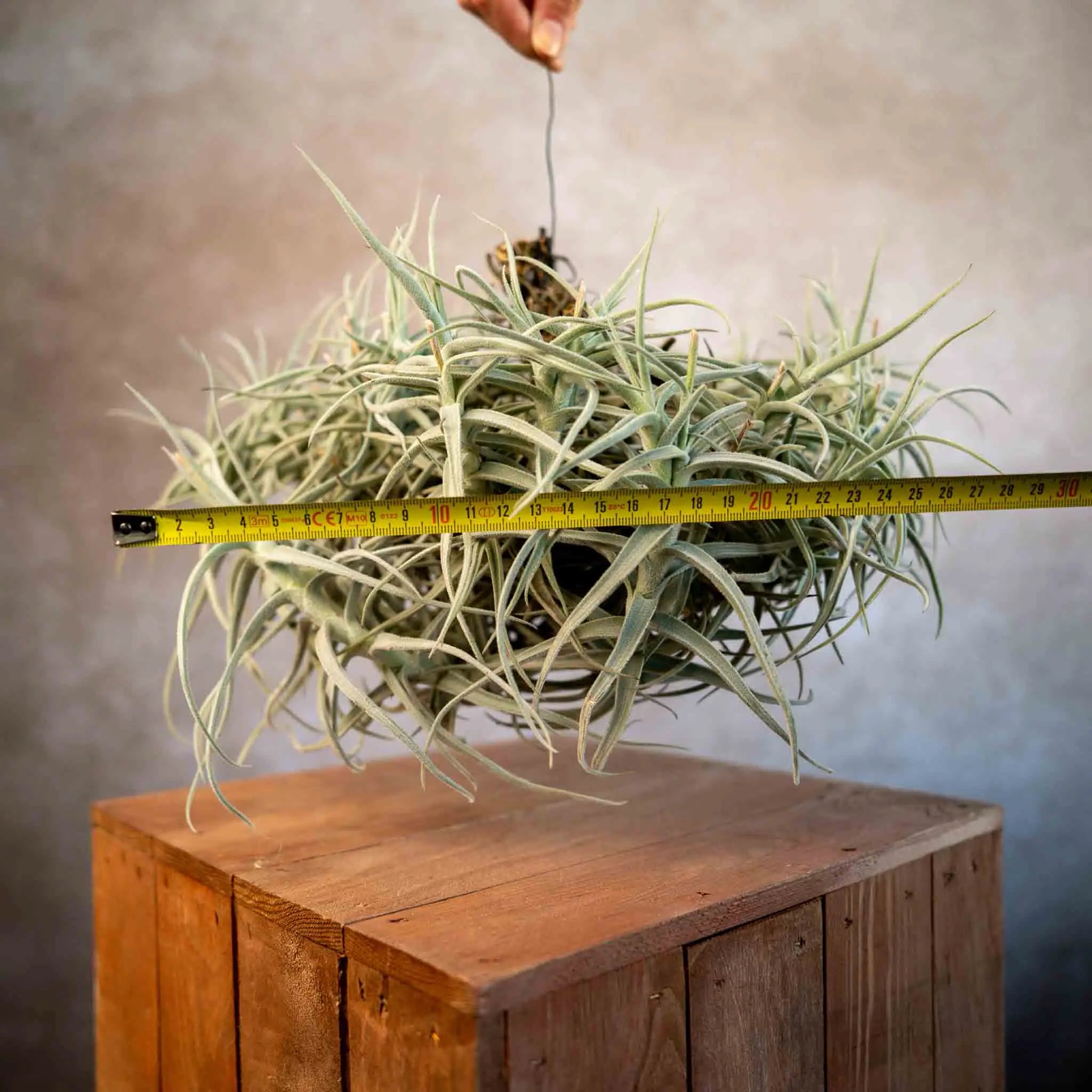 Tillandsia paleacea major cluster