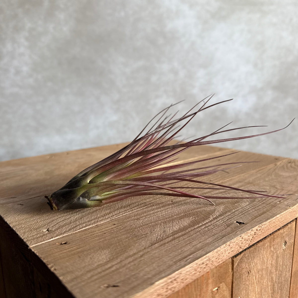 Tillandsia melanocrater (groß)