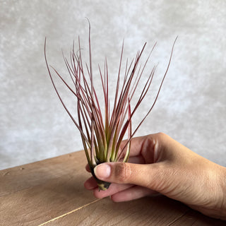 Tillandsia melanocrater (groß)
