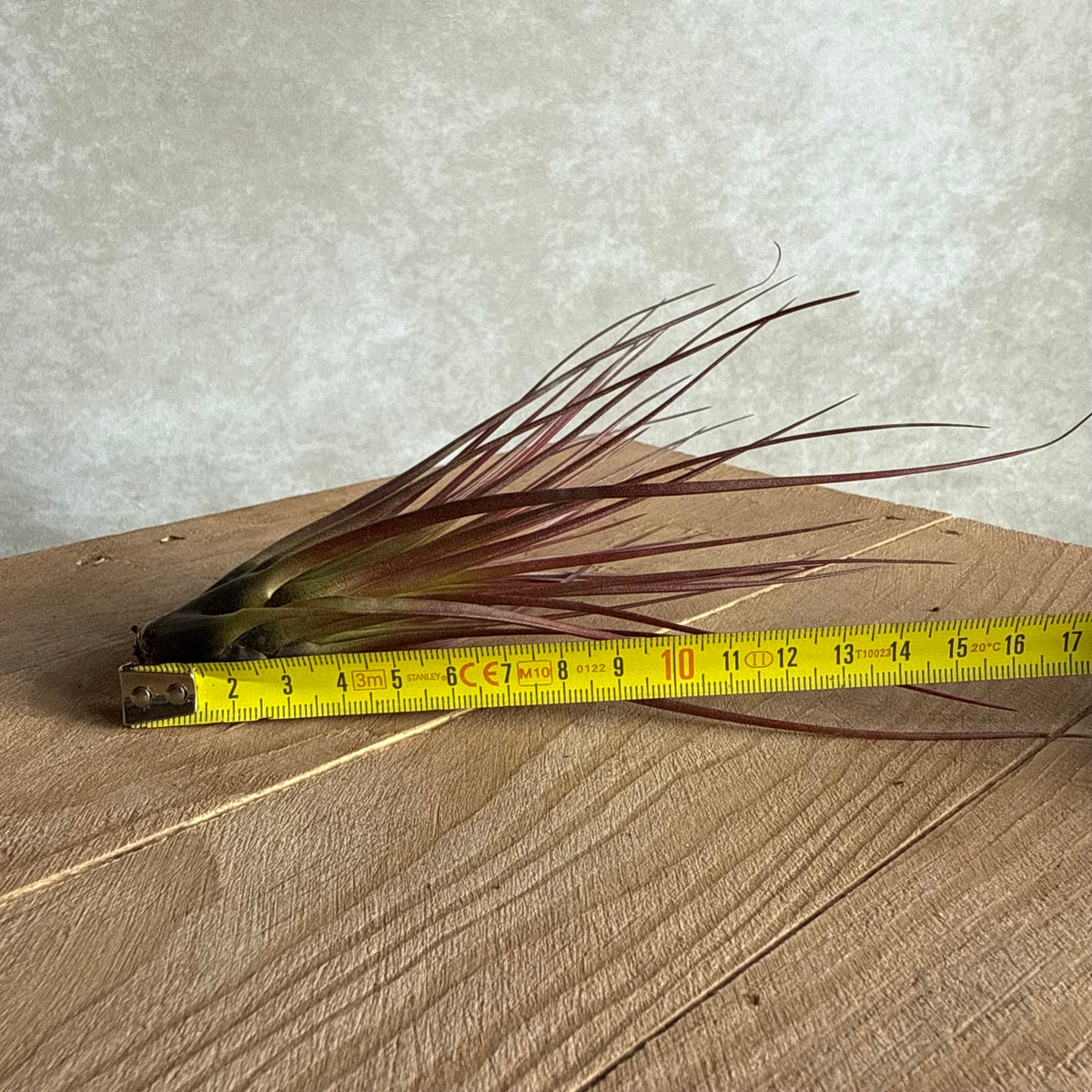 Tillandsia melanocrater (groß)