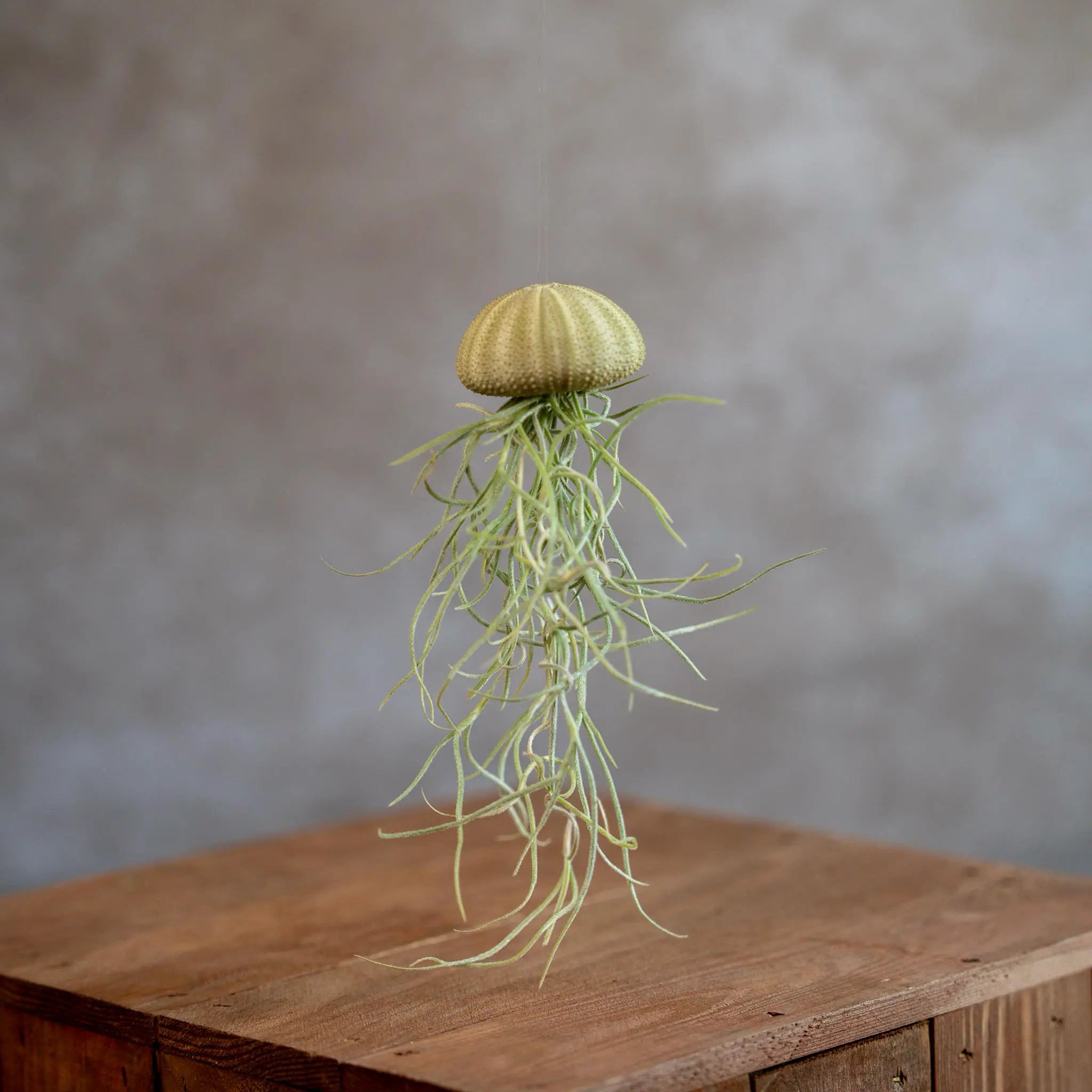 Jellyfish Groen